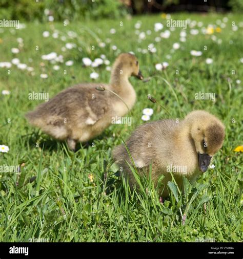 Toulouse Geese Hi Res Stock Photography And Images Alamy