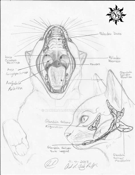 Oral Cavity (Cat Anatomy) by Nakumah on DeviantArt