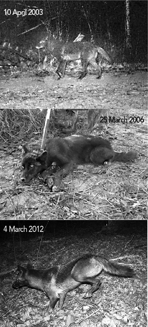 (a) Melanistic Coyote remotely photographed at Berry College , GA; (b)... | Download Scientific ...