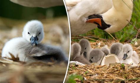 This little cygnet shows how cute baby swans can be | Nature | News ...