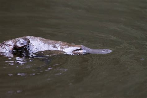 National Icon The Platypus Declared A Threatened Species In Victoria