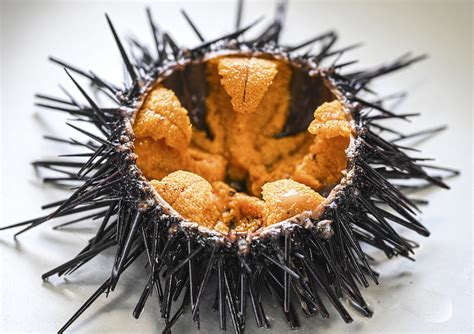 Delicious Sea Urchins Restore Oceans And Help Decarbonization The