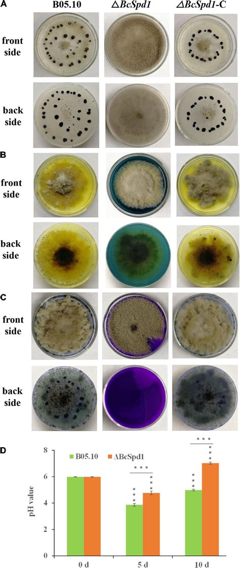 Frontiers The Necrotroph Botrytis Cinerea Bcspd1 Plays A Key Role In Modulating Both Fungal