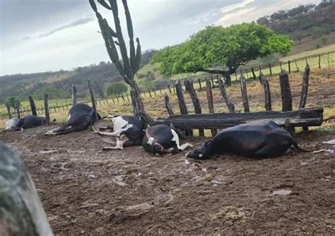 Queda De Raio Durante Forte Tempestade Mata Sete Animais No Interior Da