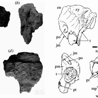 (a) Outline of generalized dicynodont skull in left lateral view ...