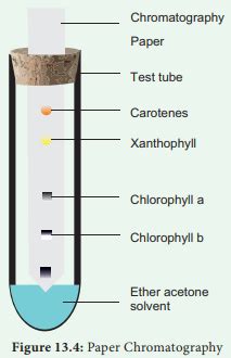 Photosynthetic Pigments­ - Chlorophyll, Carotenoids, Phycobilins