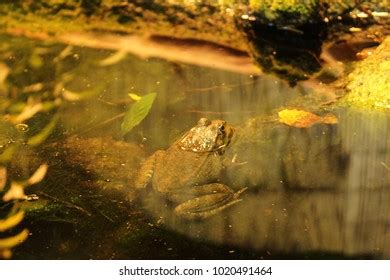 1,308 European Marsh Frog Images, Stock Photos & Vectors | Shutterstock