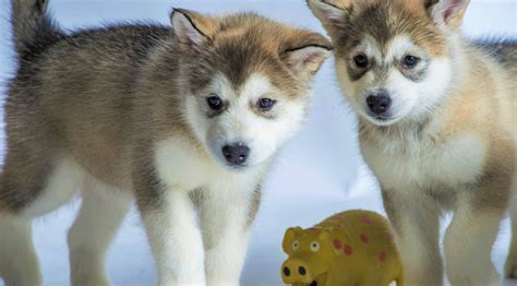 Alaskan Husky Wallpaper 1080x1920 Alaskan Malamute Wallpapers For