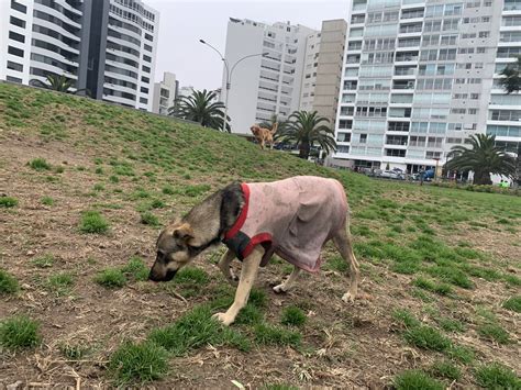 Alco Per On Twitter Rt Fernando Got Perro Mediano En El