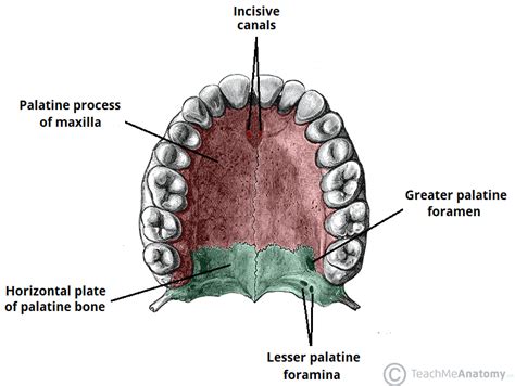 The Palate Hard Palate Soft Palate Uvula Teachmeanatomy