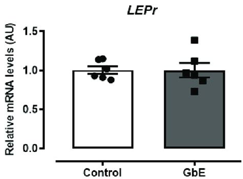 Relative Mrna Levels Of The Leptin Receptor Lepr In The Hypo And