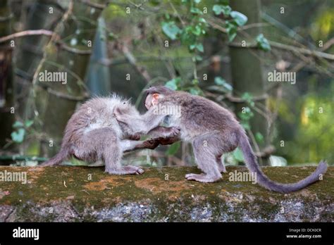 Two Monkeys Playing In The Jungle Stock Photo Alamy