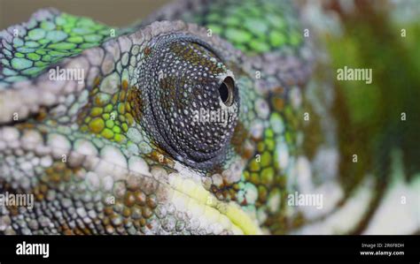 Extreme close-up portrait, the eye of the chameleon rotates looking ...