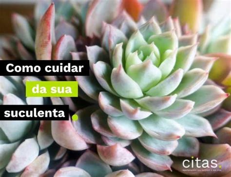 Como Cuidar De Planta Suculenta Tudo O Que Precisa Saber