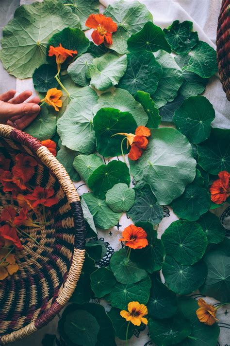 How To Make Nasturtium Pesto - My Tiny Laguna Kitchen