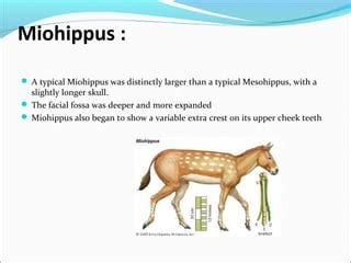 Miohippus Diagram