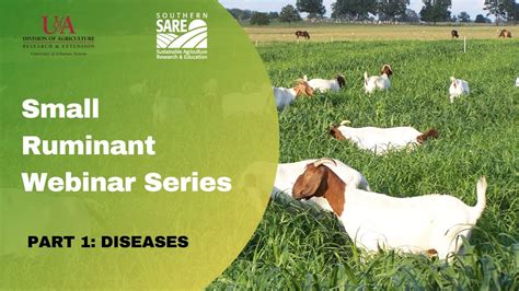 Small Ruminant Webinar Series Part 1 Diseases Youtube