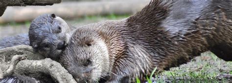 River Otter Pups Make Oakland Zoo Debut