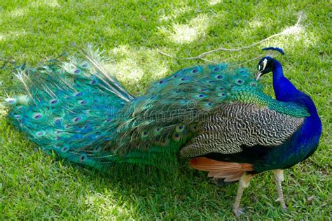 Colorful Peacock Up Close On The Grass Stock Image Image Of Green Colorful 121081359