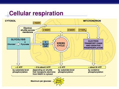 Ppt Cellular Respiration Electron Transport Chain Powerpoint