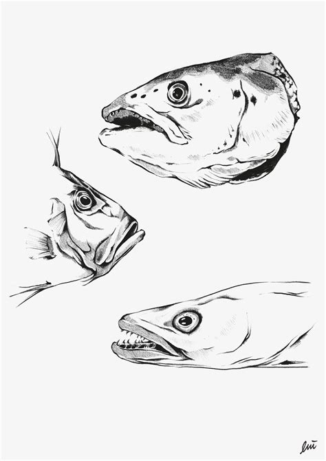 Fish Head Sketch at PaintingValley.com | Explore collection of Fish ...