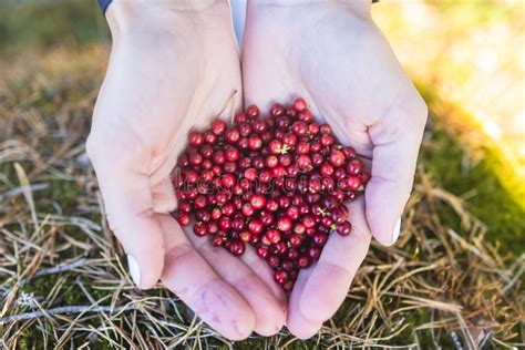 Process Of Harvesting And Collecting Berries In The National Park Of