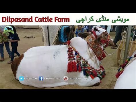 Mandi Se Sasta Farm Karachi Ki Sab Se Sasti Mandi Cow Mandi