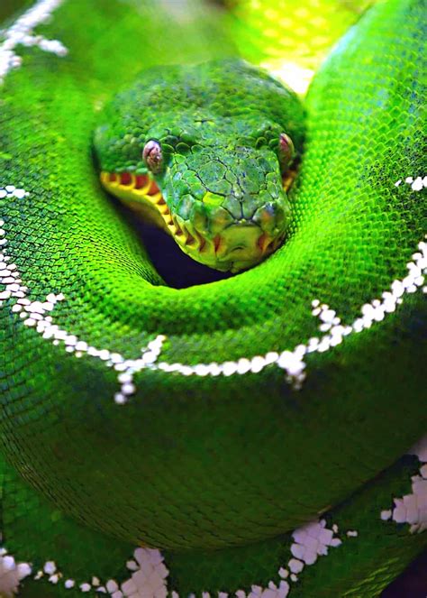 46 Emerald Tree Boa Facts: Both Species Guide (Jewel of the Amazon) | Everywhere Wild