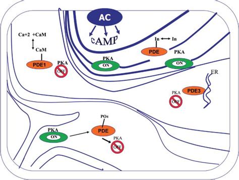 The Complex Spatial Temporal Distribution Of Camp As Regulated By