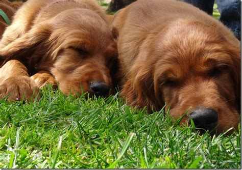 PHOTO OF THE WEEK As At 14 February 2021 Irish Setters Australia