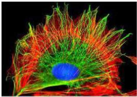 2 Microscopy Image Of A Cell Cytoskeleton Notice That The