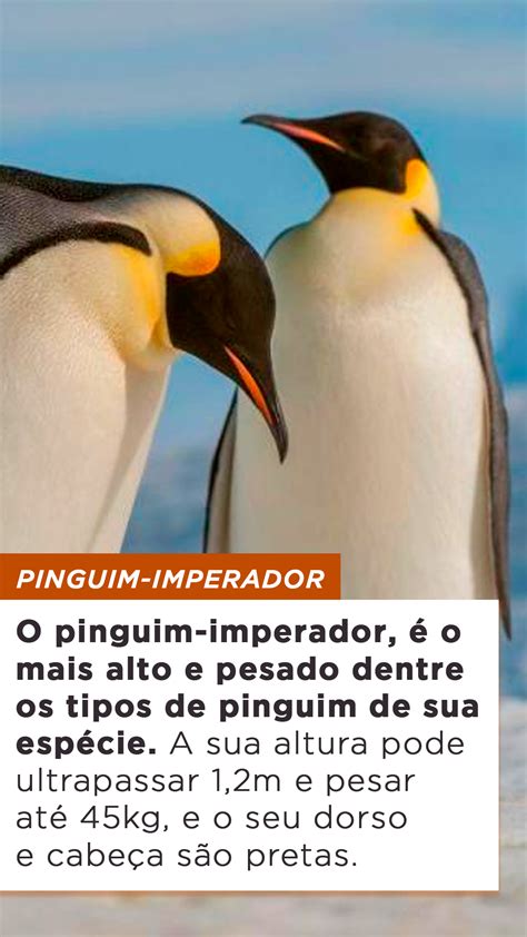 Tipos De Pinguim Caracter Sticas Reprodu O Curiosidades E