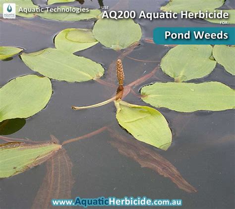 Submerged Aquatic Weeds - Aquatic Weed Herbicide