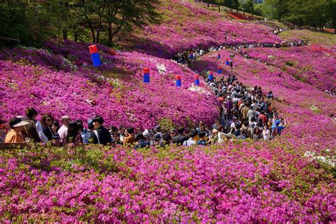 Gunpo Royal Azalea Festival Gyeonggi Do Azalea Festival Azaleas