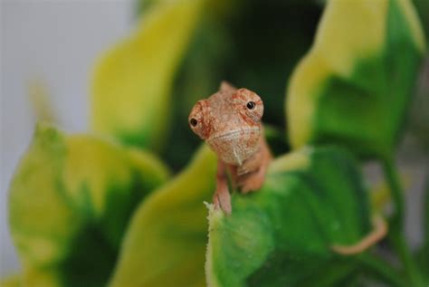 Care Guide: Baby Chameleons