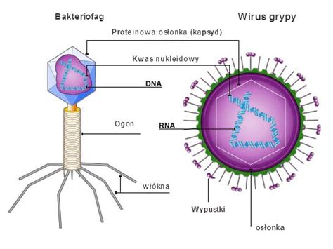 Budowa Bakterii I Wirus W Leki I Choroby Zaka Ne Oraz Szczepionki