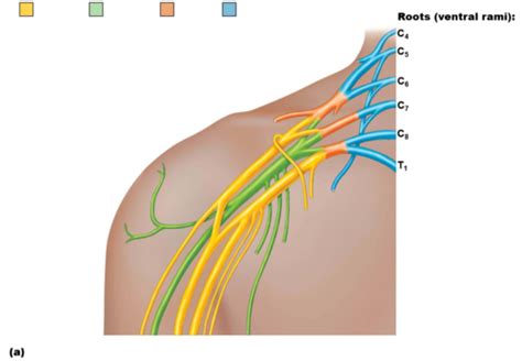 Nerves Of Upper Limb Flashcards Quizlet