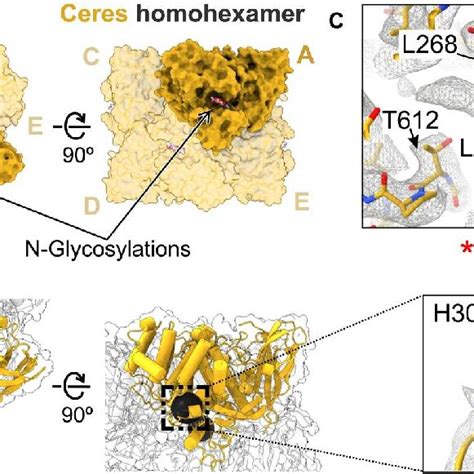 Cryo Electron Microscopy Cryo Em Reconstruction Of Ceres A Overall Download Scientific