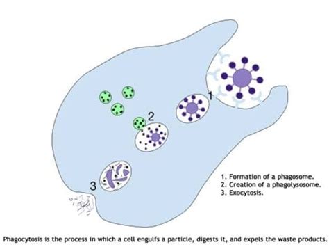 Kupffer Cells in Liver | Definition, Anatomy & Functions (Updated 2023)