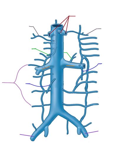 Inferior Venous Tributaries Diagram Quizlet