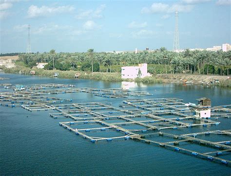 Vietnam Develop Freshwater Fish Cage Culture Sustainably Vietnam