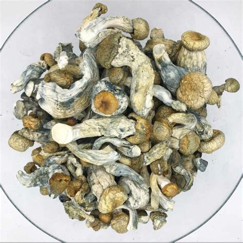 White Albino Avery Magic Mushroom Premium Buy Shrooms Online In Canada