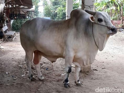 Gambar Sapi Qurban – pulp