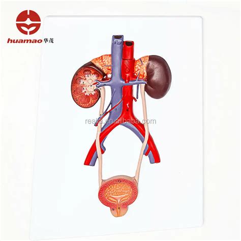 Hm Bd Ningbo Huamao Plastic Urinary System Model Urinary System