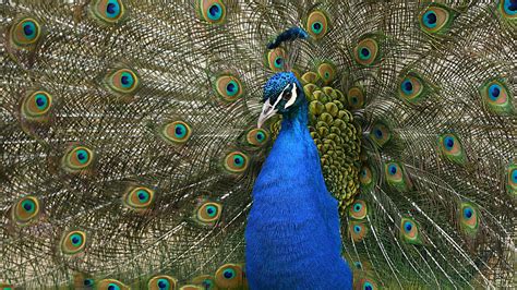 blauer Pfau in seiner ganzen Schönheit Karin Rogmann Flickr