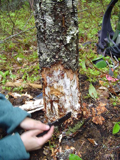 Giant Fungus Covering Over 2,200 Acres Is the Largest Living Organism