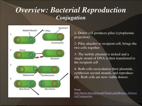 Ppt Reproduction Of Microorganisms Powerpoint Presentation Free Download Id6114740