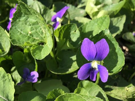 Wisconsin Wildflower Wood Violet Viola Papilionacea The Wisconsin