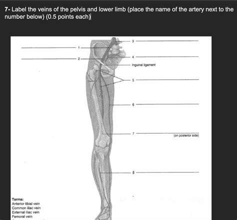 Label The Veins Of The Pelvis And Lower Limb