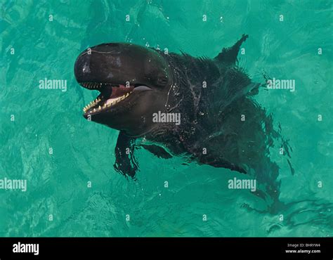 FALSE KILLER WHALE Stock Photo - Alamy